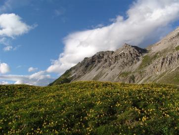 E5 Alpenüberquerung Bergschule Oberallgäu: Blumenmeer