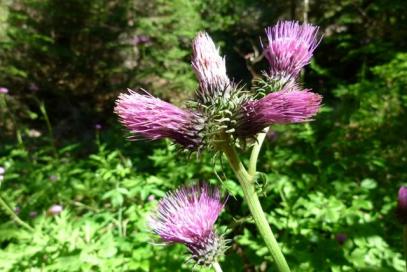 E5 Bozen - Trient: Blumenpracht