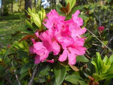 E5 Bozen - Trient: Blumen im Fersental