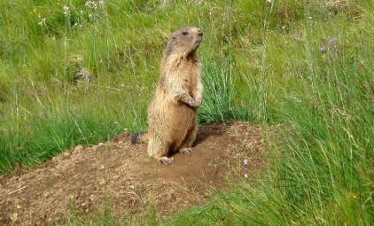 Dolomiten Durchquerung Wanderwoche:  Murmeltiere im Rosengarten