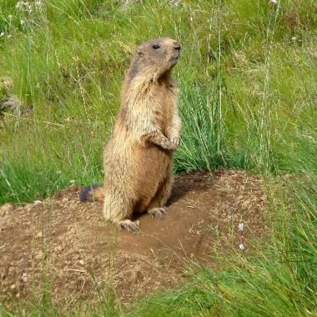 Dolomiten Durchquerung Wanderwoche: Murmeltiere im Rosengarten