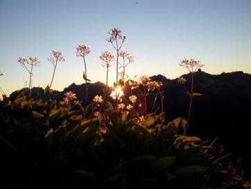 Steinbocktour durch die Allgäuer Alpen: Blumen in der Abendsonne
