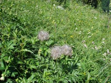 Steinbocktour durch die Allgäuer Alpen: Blumenpracht am Laufbacher Eck