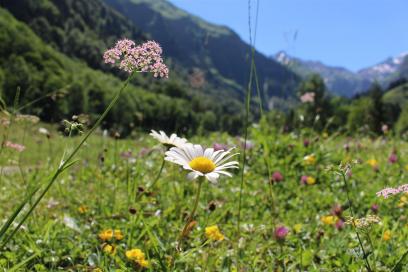 E5 Alpenüberquerung Bergschule Oberallgäu: In der hinteren Spielmannsau