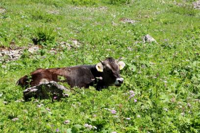 E5 Alpenüberquerung Bergschule Oberallgäu: Allgäuer Braunvieh