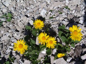 E5 Alpenüberquerung Bergschule Oberallgäu: Gamswurz