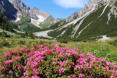 E5 Alpenüberquerung Bergschule Oberallgäu: Alpenrosen im Lochboden