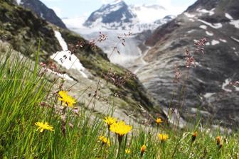 E5 Alpenüberquerung Bergschule Oberallgäu: Gletscherblick