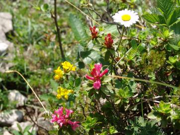 E5 Alpenüberquerung Bergschule Oberallgäu: Panoramaweg Vent - Blumen