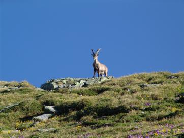 E5 Alpenüberquerung Bergschule Oberallgäu: Steinbock Pitztaler Jöchl