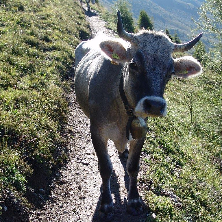 Alpenüberquerung E5 Oberstdorf-Meran: Braunvieh