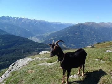 Alpenüberquerung E5 Oberstdorf-Meran: Ziegen